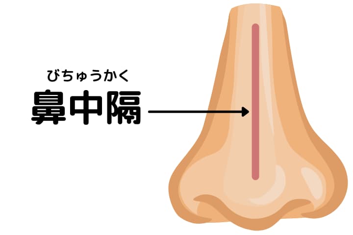 『鼻中隔湾曲症』鼻中隔の説明画像